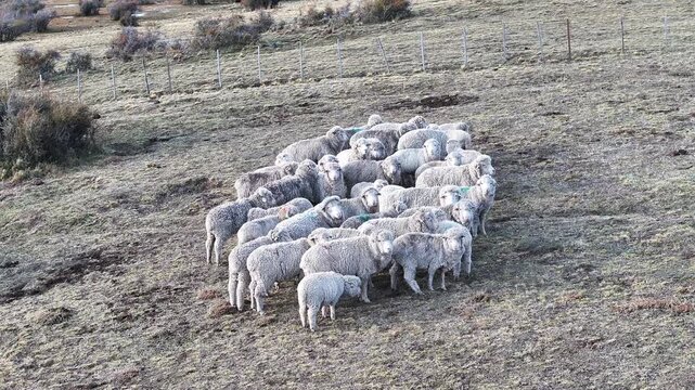 Flock Of Sheeps At El Calafate In Santa Cruz Argentina. Safari Patagonia. Wild Animals. Santa Cruz Argentina. Sheeps Wild Life. Flock Of Sheeps At El Calafate In Santa Cruz Argentina.