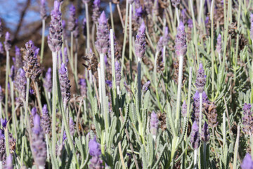 Fototapeta premium lavender flowers in the garden