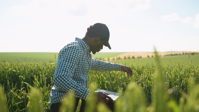 Farmer with laptop sits among green ears of wheat checking the crop specifications before harvesting