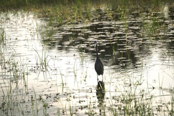 blue grey egret