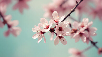 Fototapeta premium pink cherry blossoms