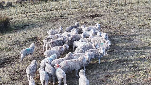 Flock Of Sheeps At El Calafate In Santa Cruz Argentina. Safari Patagonia. Wild Animals. Santa Cruz Argentina. Sheeps Wild Life. Flock Of Sheeps At El Calafate In Santa Cruz Argentina.