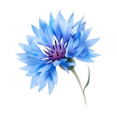 Blue Cornflower Isolated on White