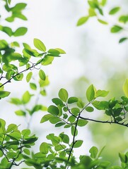 Obraz premium Fresh Green Leaves in Soft Natural Light - Nature Background