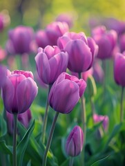 Obraz premium Vibrant Purple Tulips in Bloom: Spring Floral Beauty