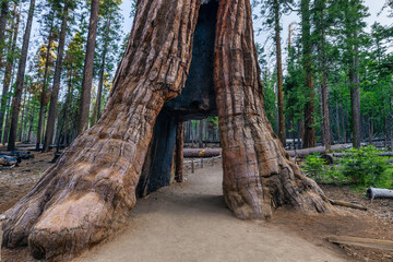 The California Tunnel Tree. The tunnel was carved through the tree in 1895 to allow horse-drawn stages to pass through in Mariposa Grove, Yosemite National Park, California, USA