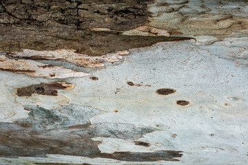 Background, beautiful, and can be used in many applications.