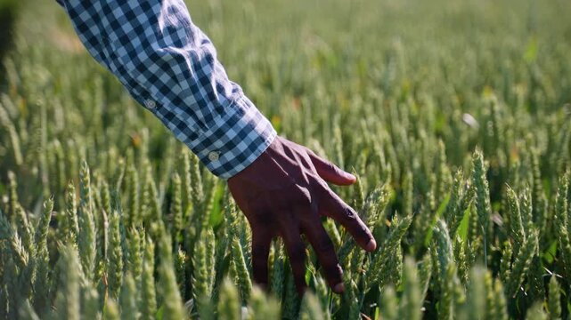 African farmer walking on field and touching wheat