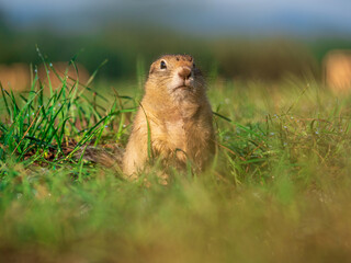 Prairie  dog looking at a camera on a grassy field