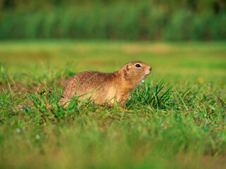 : Prairie dog looking at a camera on a grassy field