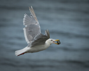 Fototapeta premium Seagull and a clam