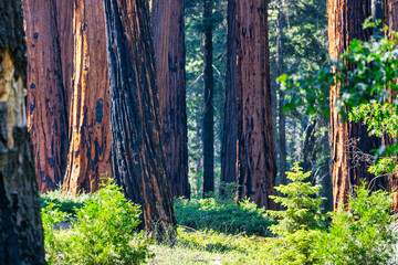 Sequoia National Park and Kings Canyon. Giant sequoia trees, forest trails, wooden fence and hiking...
