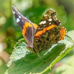 Red Admiral Butterfly in Great Neck Wildlife Sanctuary, Wareham, Massachusetts