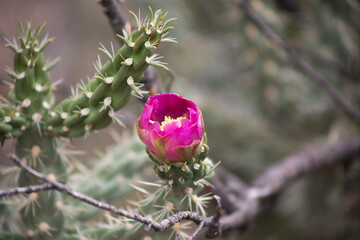 Cactus Flower