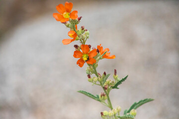 Orange Wild Flowers