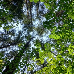 trees and sky