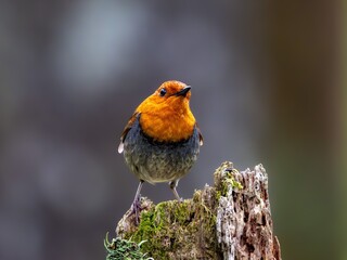 森の中で枯れ木に留まって周りを見渡しているコマドリの雄