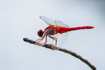 池の近くに生息している綺麗なトンボ ショウジョウトンボ