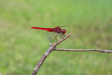 池の近くに生息している綺麗なトンボ ショウジョウトンボ