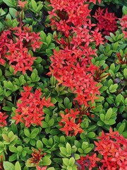 Red Ixora flowers and green leaves. Red Ixora plants background.