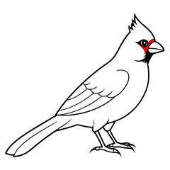Cardinal head isolated on white background, Cardinal vector illustration, bird on a branch vector art, Cardinal silhouette, bird vector icon, bird on a branch line art, eps, Animal cartoon