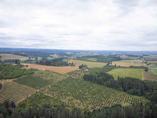Naklejka premium A large field of trees with a cloudy sky in the background