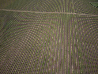 A field of green grass with a few dirt roads