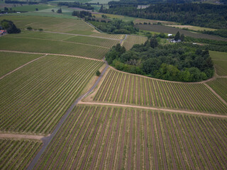 A large field of grapes is shown from above