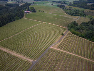 A large field of grapes with a road running through it