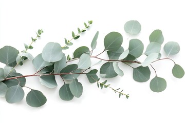 Obraz premium Eucalyptus branch isolated on white