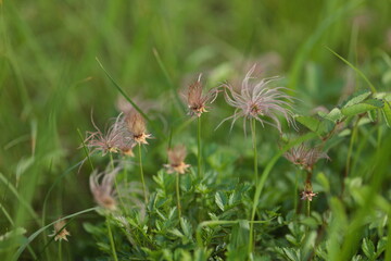 6月末の神仙沼湿原で見かけた、花が終わり綿毛となったチングルマ