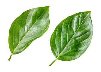 Obraz premium set of two organic green leaves cutout on transparent background