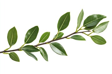 Fototapeta premium Laurel branch isolated on white
