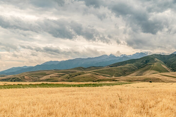 Fields of ripe wheat in the mountain valley and stormy sky.