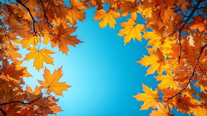 Fall panoramic header for Thanksgiving with sunlit yellow maple leaves and a crisp blue sky