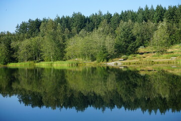 reflection of trees in water