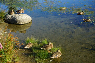 ducks at the lake