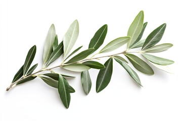 Fototapeta premium Olive branch isolated on white (307).jpeg, Olive branch isolated on white