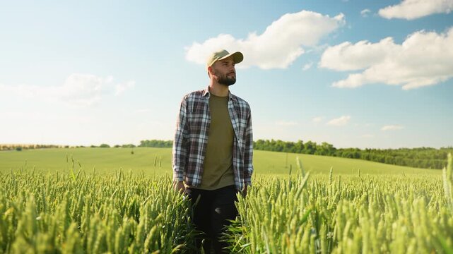 Agronomist walking on field check quality of wheat grain
