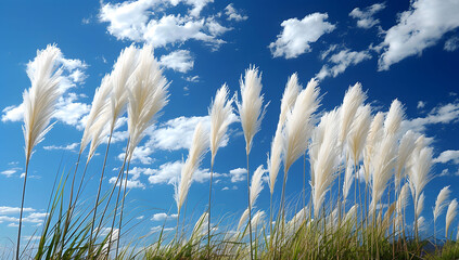 Obraz premium Clear blue sky with white clouds and pampas grass gently swaying in the wind. Wide format image captures the sky behind a green field, creating a serene landscape of anime backgrounds.