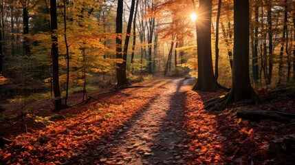 Photograph of a sun-dappled path winding through an autumnal forest