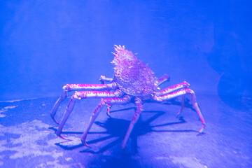 カニ