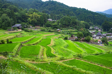 棚田の風景