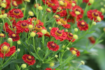 Helenium autumnale. Yellow and red flowers in garden.