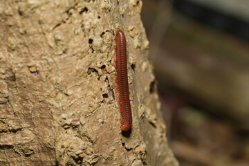 Millipedes are arthropods belonging to the class Diplopoda, known for their numerous legs,...