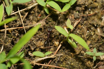 Bullet ants (Paraponera clavata) are infamous for having one of the most painful stings of any insect.