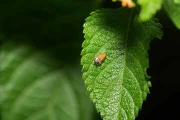 Cercopoidea, commonly known as froghoppers or spittlebugs, is a superfamily of small, jumping insects best known for their nymphs producing foamy “spittle” as a protective covering.