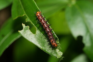 The caterpillar of Acraea terpsichore, commonly known as the Dione juno or Terpsichore Swallowtail, is the larval stage of a butterfly species in the family Nymphalidae.|銀紋紅袖