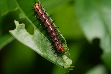 銀紋紅袖（Acraea terpsichore）は、ナンバルダエ科（Nymphalidae）に属する蝶の一種で、一般的には「ディオネ・ジュノ（Dione juno）」や「テレプシコレ・スワローテイル（Terpsichore Swallowtail）」として知られています。その幼虫、つまりキャタピラー（毛虫）は、蝶の成長過程において重要な段階を担っています。