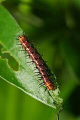 The caterpillar of Acraea terpsichore, commonly known as the Dione juno or Terpsichore Swallowtail, is the larval stage of a butterfly species in the family Nymphalidae.
